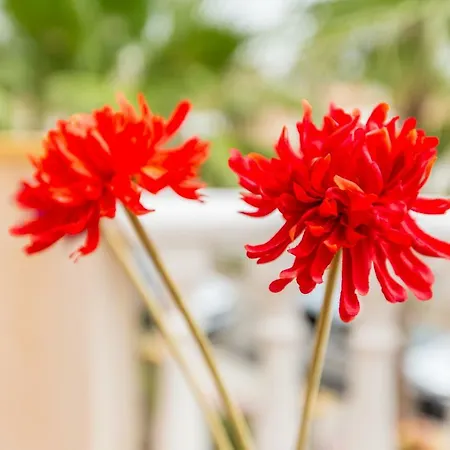 Cabo Roig Coco-mat *